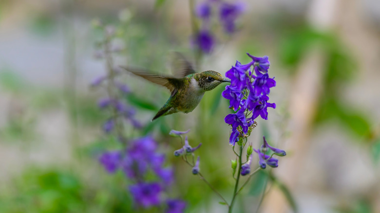 Hummingbird feeding on purple larkspur blossom
