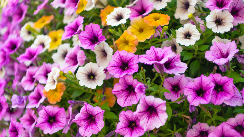 Pink, white, and yellow petunias