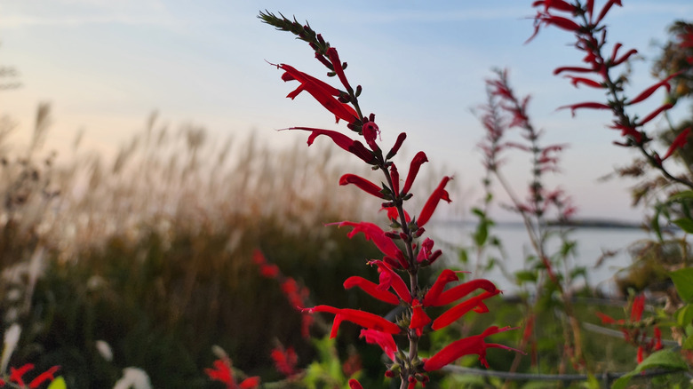 Red pineapple sage growing near the water