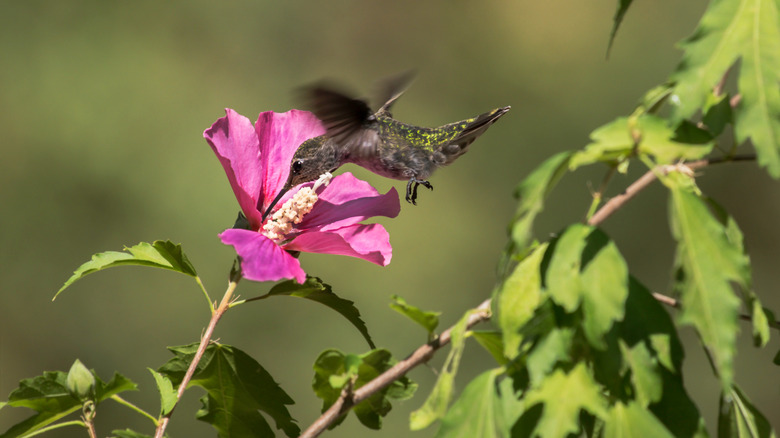 Hummingbird drinking nectar from a pink rose of sharon flower