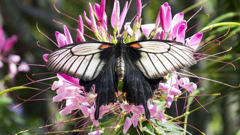 Butterfly resting on pink spider flower