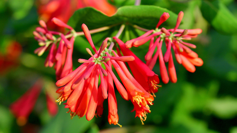 Coral-colored trumpet honeysuckle flowers
