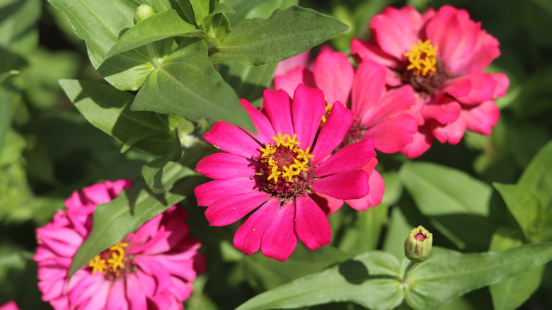 Four pink zinnia blooms