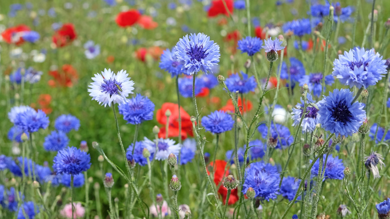 Blue cornflowers in meadow garden.