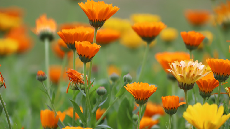 Orange and yellow calendulas in bloom