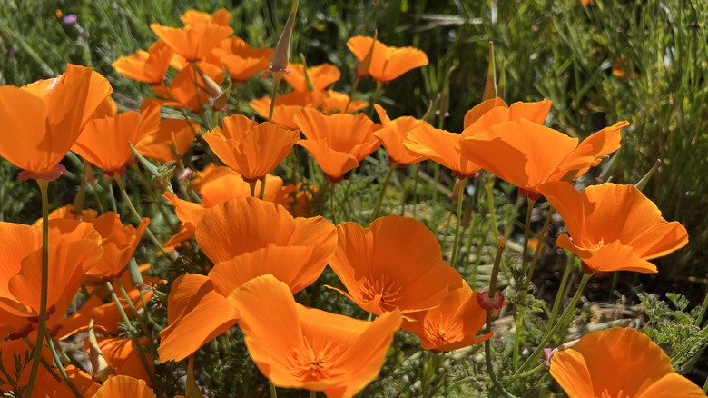 California poppies in bloom.