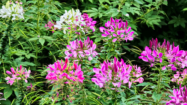 Pink and white spider flowers in bloom.