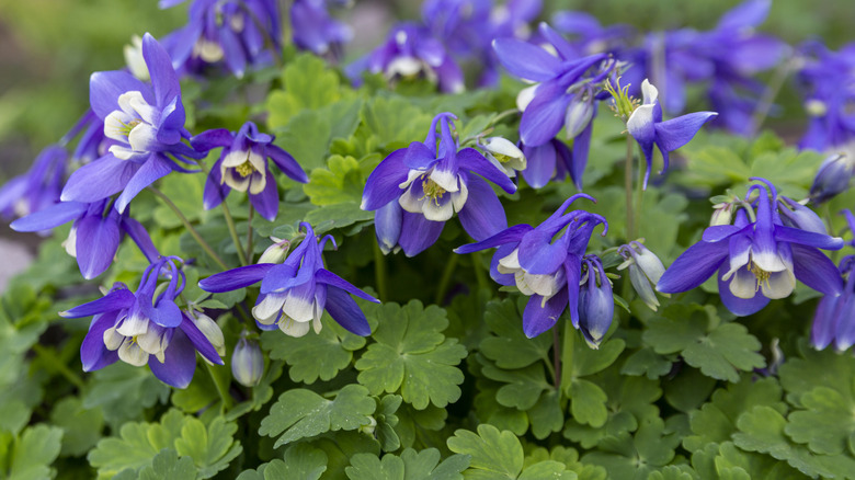Blue columbines blooming in garden.