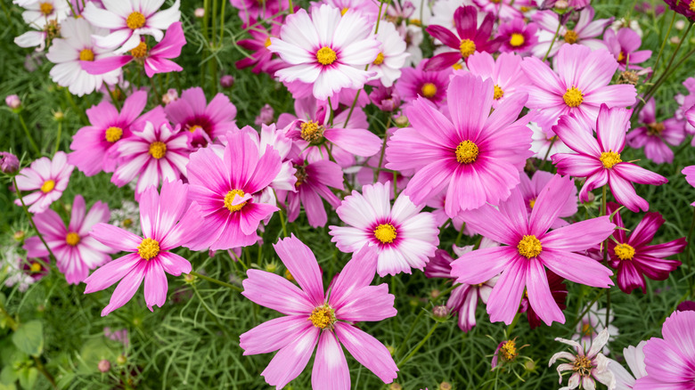 Pink cosmos in garden.
