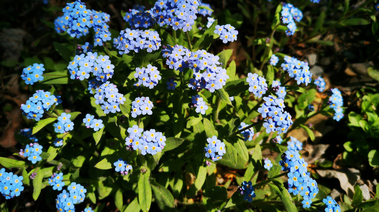 Blue forget-me-nots blooming in spring.