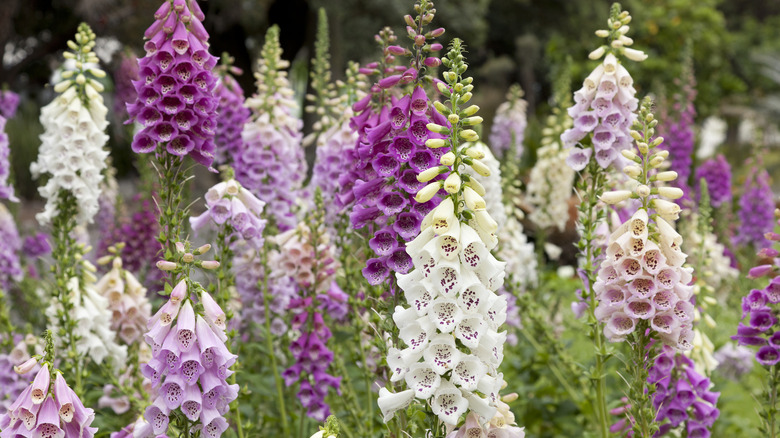 Pink and white foxgloves in garden.