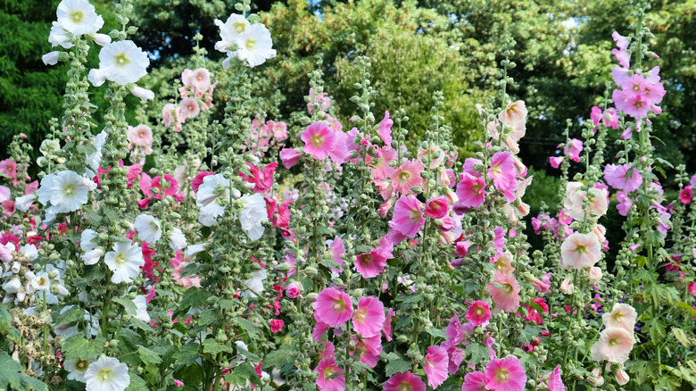 Mixed colors of hollyhocks blooming in garden.