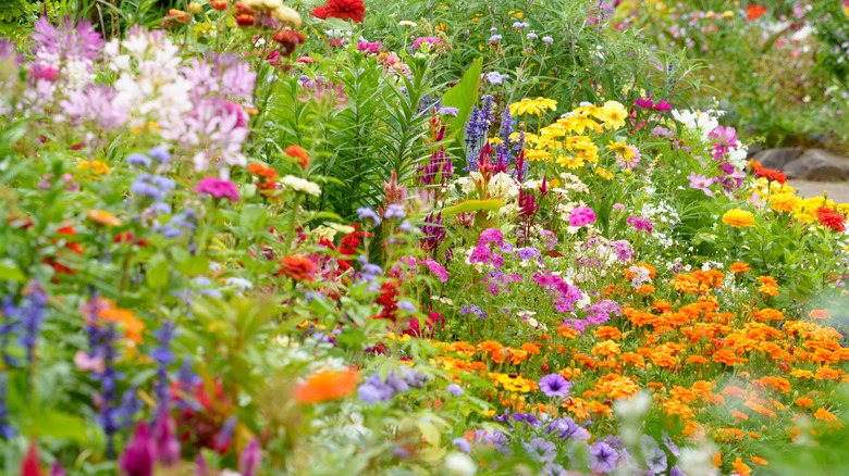Colorful flower bed in summer.