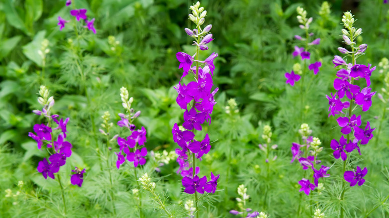 Purple larkspur blooming in meadow.