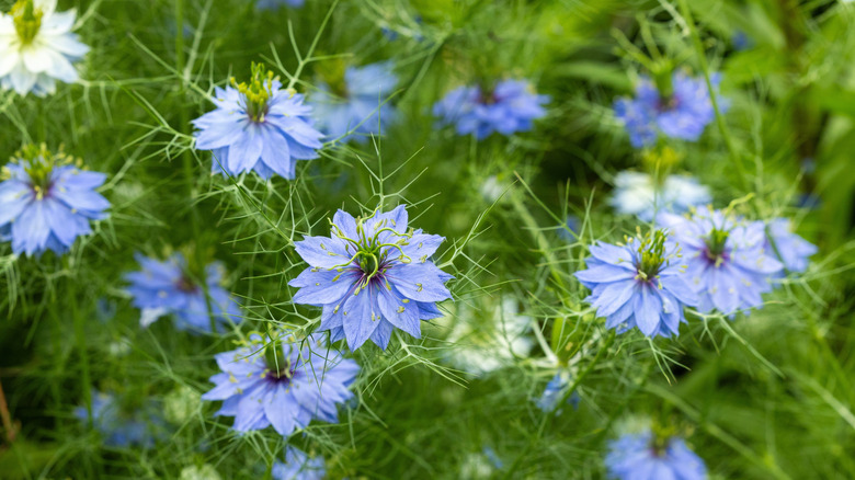 Blue and white nigella flowers.