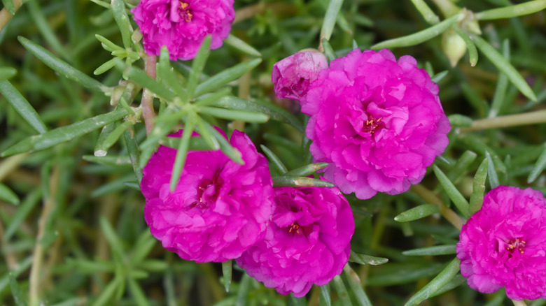 Pink portulaca in bloom.