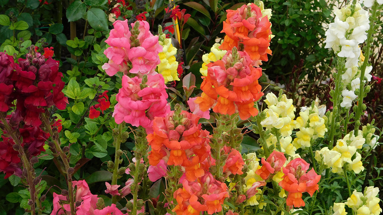 Mixed snapdragons in bloom.