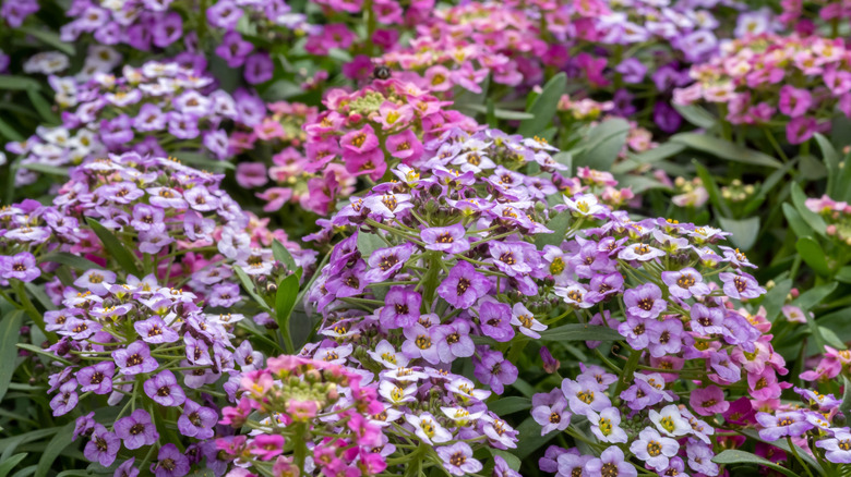 Pastel shades of pink and purple sweet alyssum.
