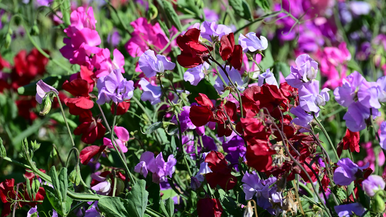 Mixed colors of sweet peas blooming.