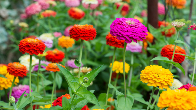 Mixed colorful zinnias in bloom