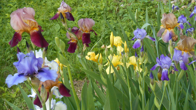 Different colored bearded irises in full bloom