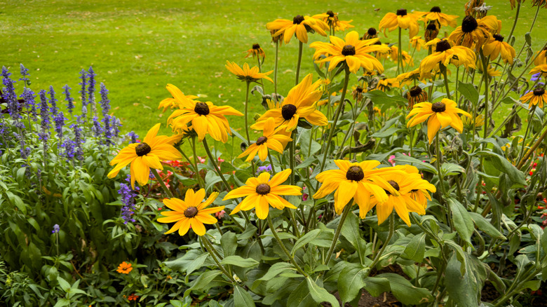 Black-eyed Susans in a garden