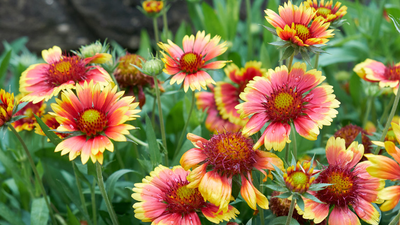 Blanket flowers blooming in a garden