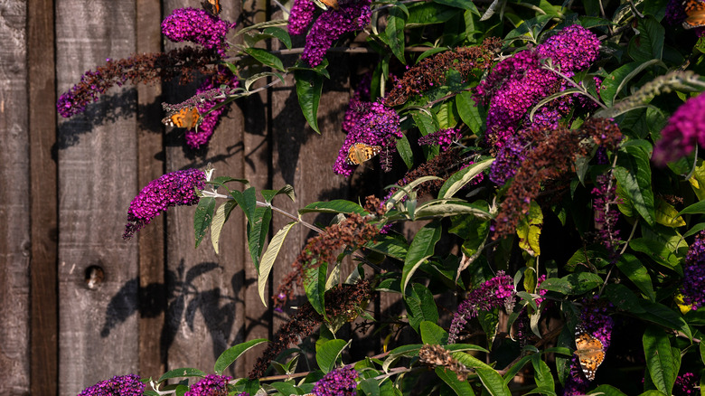 Magenta blooms on a butterfly bush