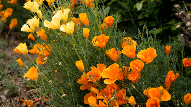 Yellow and orange California poppies
