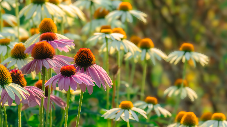 Pink and white heirloom coneflowers in bloom