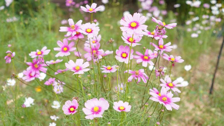 Pretty pink cosmos in a sunny garden