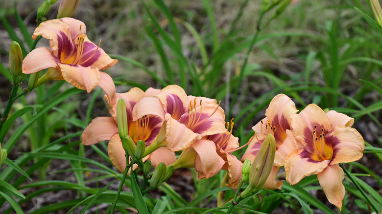 Peach colored day lilies in a garden