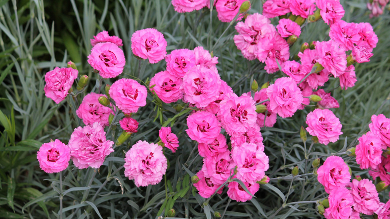 Pinks (Dianthus) in a garden