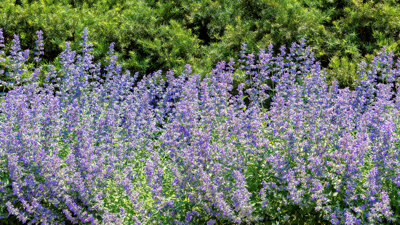 Flowering catmint in a garden