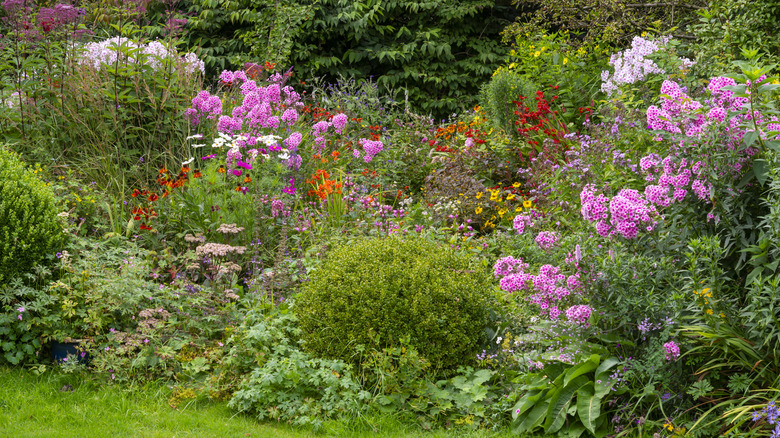 A large colorful flower garden