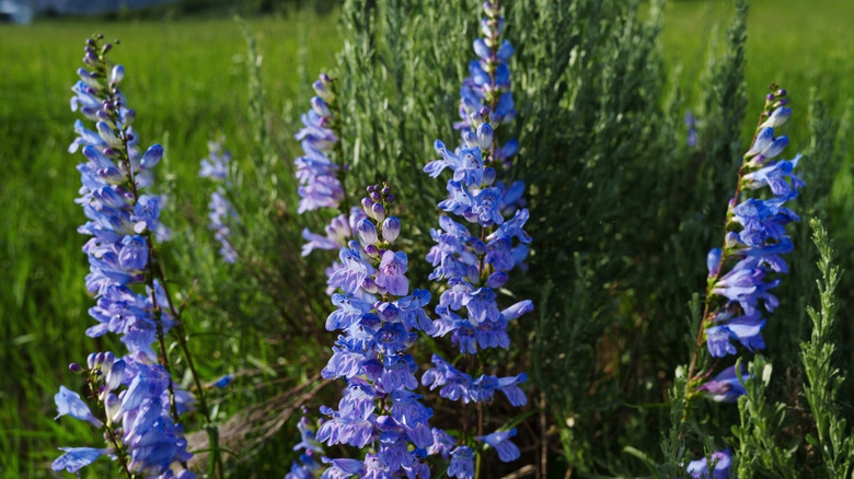 Blue penstemon flowers in bloom