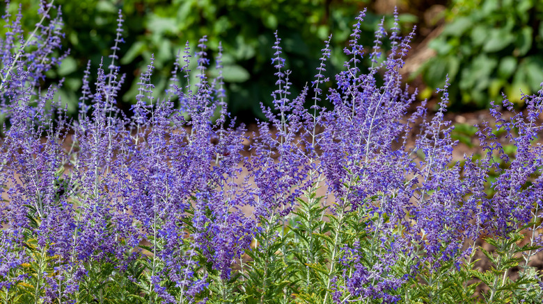 Russian sage blooming in a garden