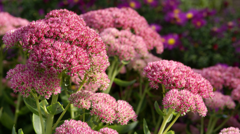 Large clusters of pink sedum flowers