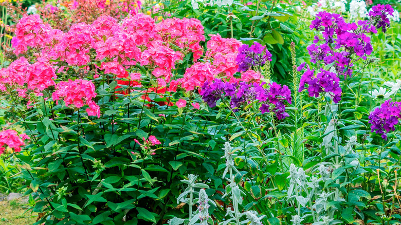 Pink and purple tall phlox in a garden