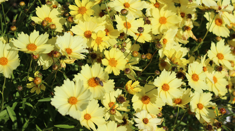 Pale yellow coreopsis in a garden