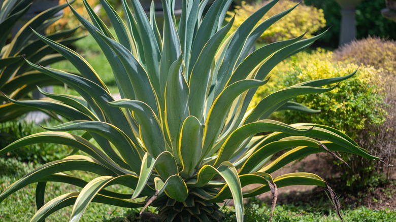 Closeup of American century plant growing outside