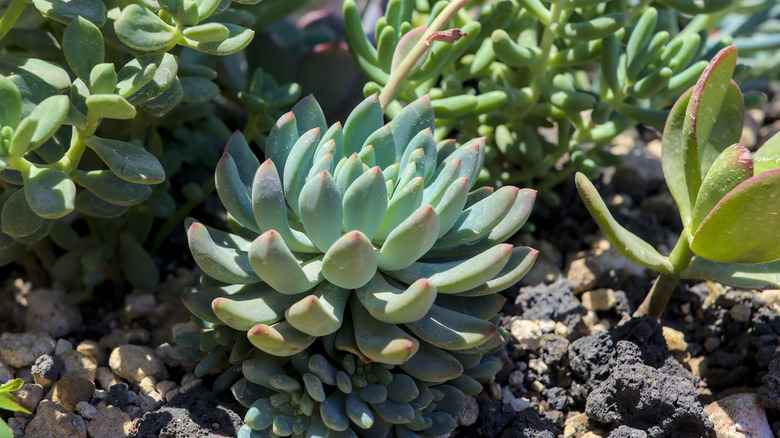 Closeup of Sedum 'Blue Elf' succulent