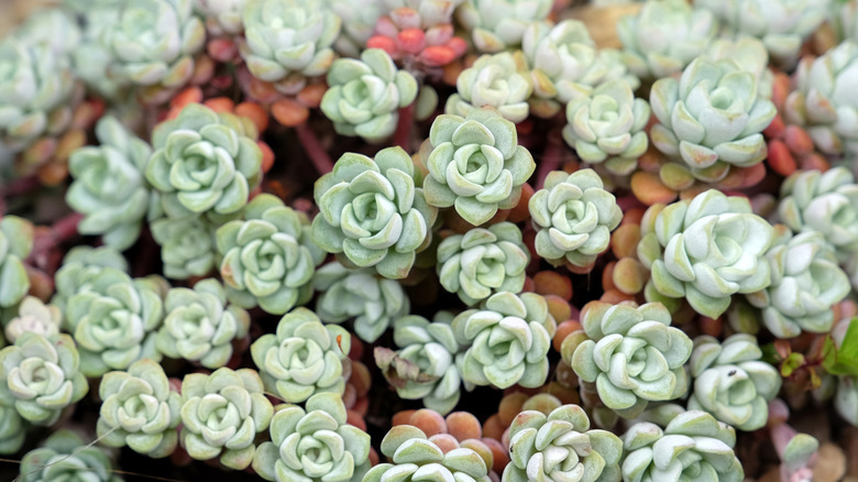Closeup of broadleaf stonecrop rosettes