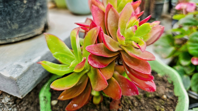 Closeup of Campfire succulent leaves