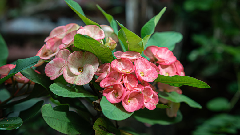 Closeup of pink blooms of a crown of thorns plant