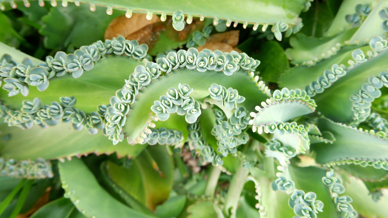 Closeup of the leaves of the devil's backbone succulent