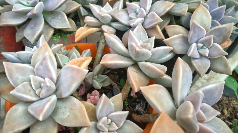 Closeup of ghost plant rosettes
