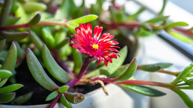 Closeup of a red bloom of a Delosperma succulent