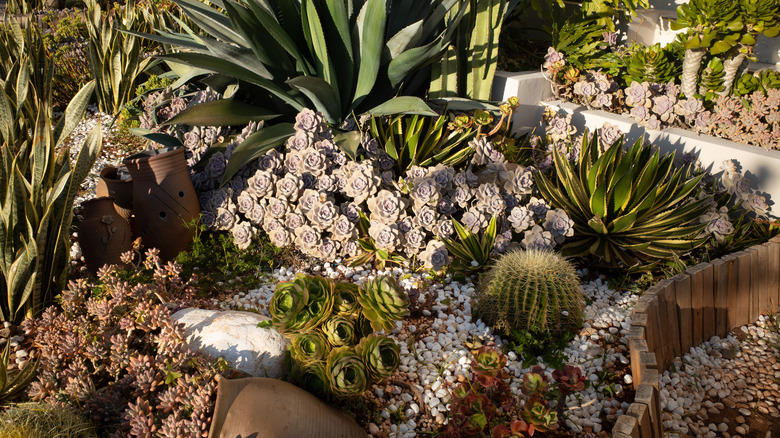 Succulents and other plants in a landscape