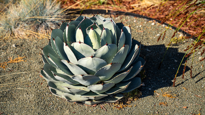 Closeup of Parry's agave